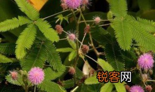 含羞草作文400字左右 含羞草作文400字左右范文