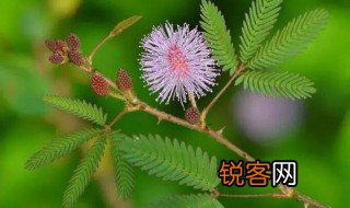 含羞草作文三年级 含羞草作文三年级范文
