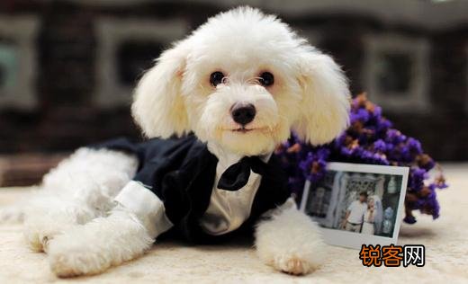 什么是泰迪熊的逆向喷嚏 如何解决呢？