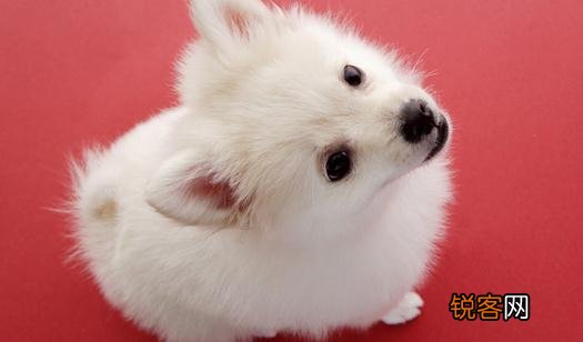 狗狗后背一碰就疼不知什么原因 警惕狗狗背部疼痛症状