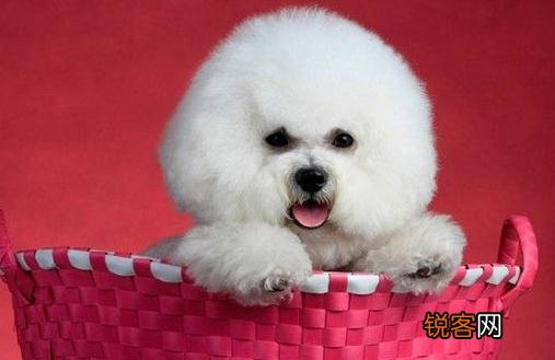 萌宠爱玩具 比熊犬喜欢玩什么玩具