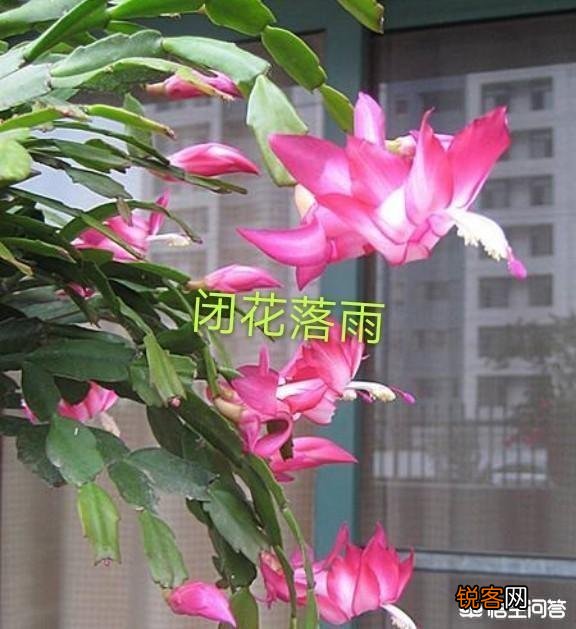 如何修剪开完花的蟹爪兰？