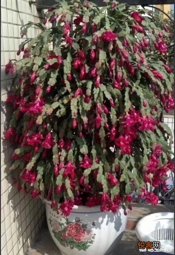 如何修剪开完花的蟹爪兰？