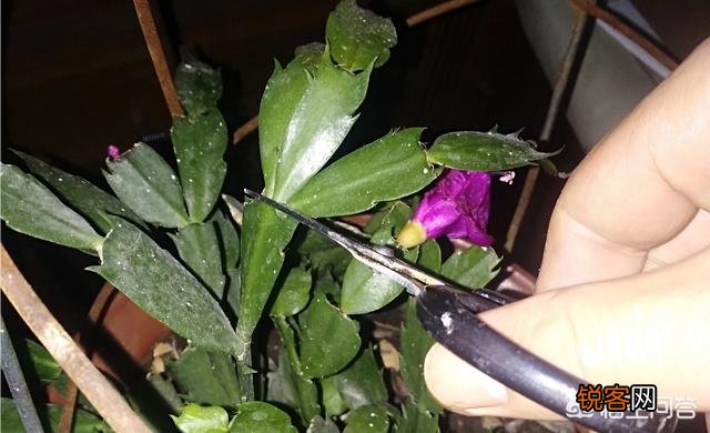 如何修剪开完花的蟹爪兰？