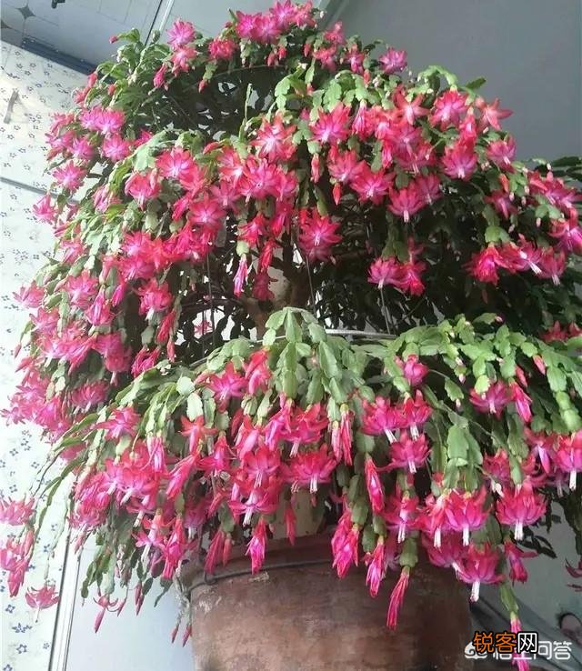 如何修剪开完花的蟹爪兰？
