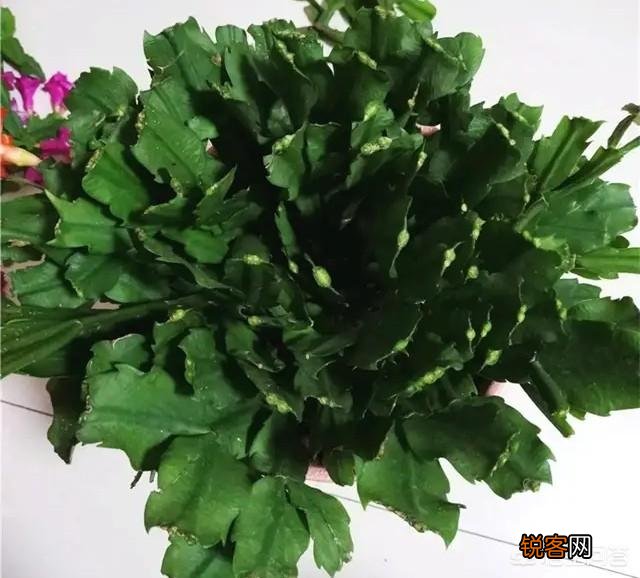 如何修剪开完花的蟹爪兰？