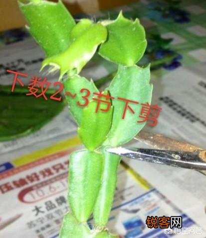 如何修剪开完花的蟹爪兰？