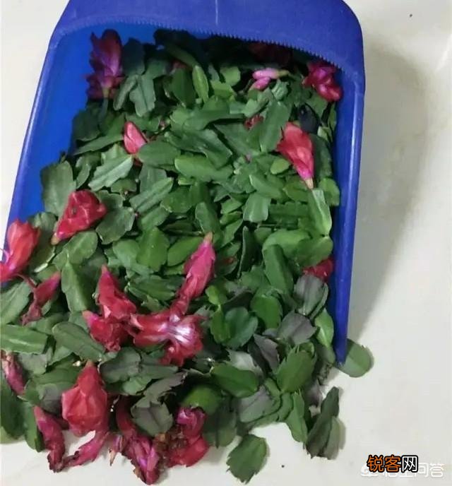如何修剪开完花的蟹爪兰？