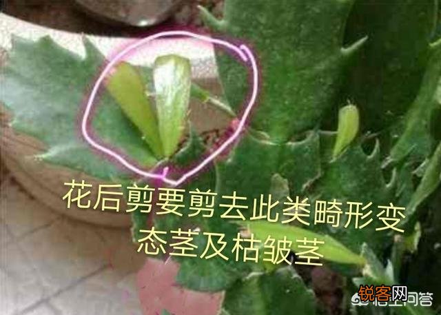 如何修剪开完花的蟹爪兰？