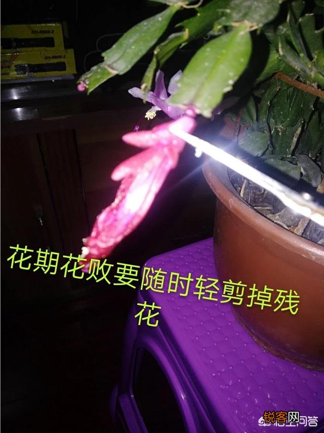 如何修剪开完花的蟹爪兰？