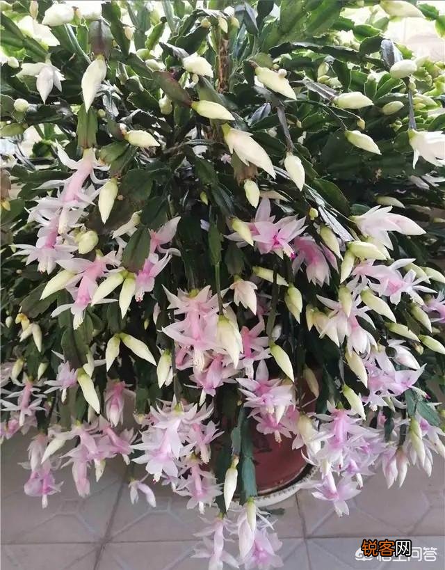如何修剪开完花的蟹爪兰？