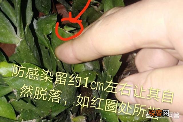 如何修剪开完花的蟹爪兰？