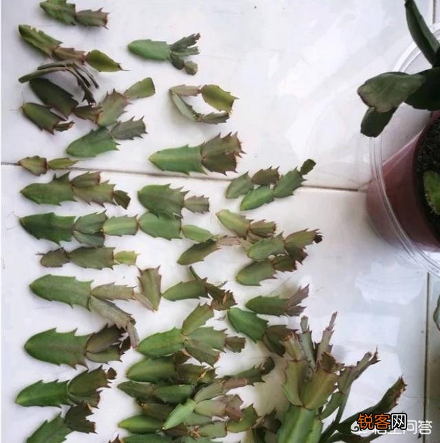 如何修剪开完花的蟹爪兰？