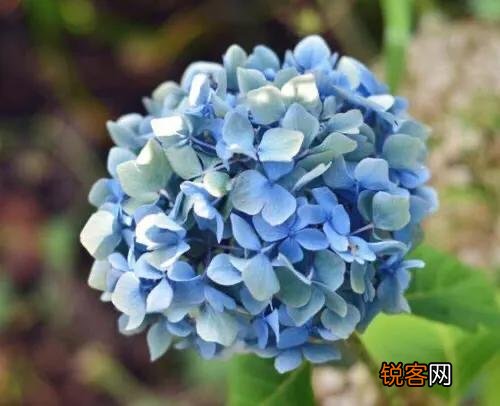 请问各位老师和花友们！绣球花啥时候可以扦插？怎样扦插？