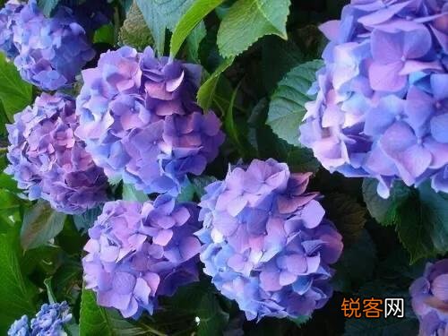 请问各位老师和花友们！绣球花啥时候可以扦插？怎样扦插？