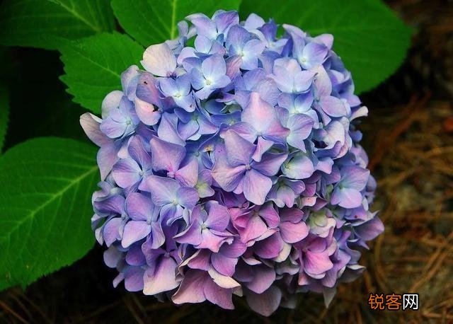 请问各位老师和花友们！绣球花啥时候可以扦插？怎样扦插？