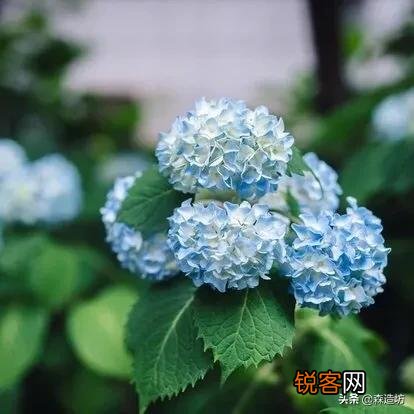 请问各位老师和花友们！绣球花啥时候可以扦插？怎样扦插？