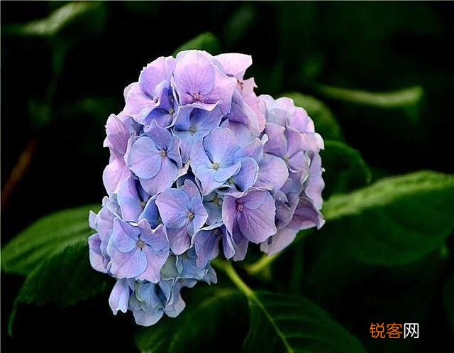 请问各位老师和花友们！绣球花啥时候可以扦插？怎样扦插？