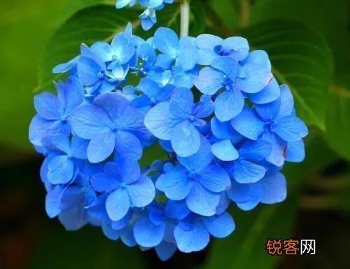 请问各位老师和花友们！绣球花啥时候可以扦插？怎样扦插？