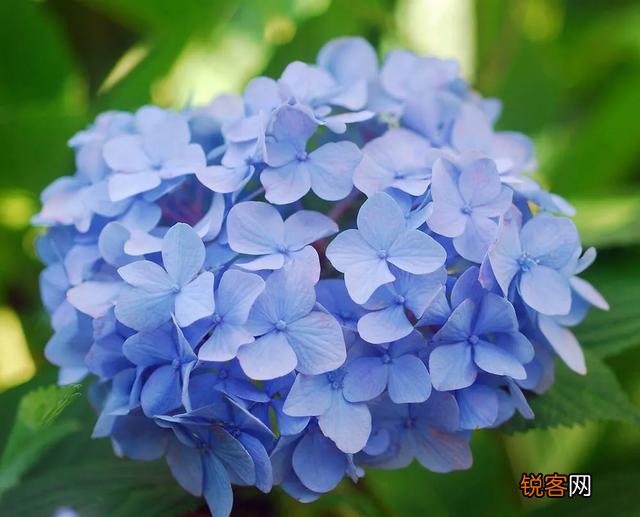 请问各位老师和花友们！绣球花啥时候可以扦插？怎样扦插？