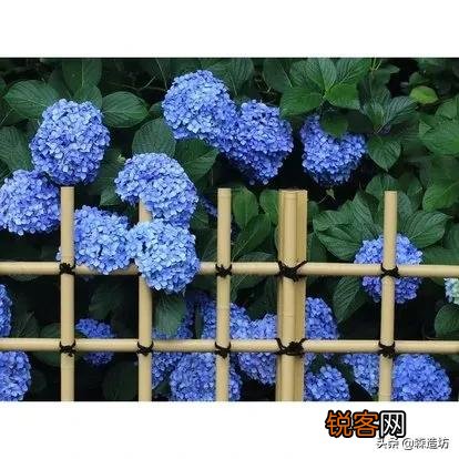 请问各位老师和花友们！绣球花啥时候可以扦插？怎样扦插？