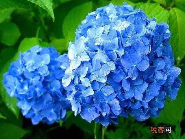 请问各位老师和花友们！绣球花啥时候可以扦插？怎样扦插？