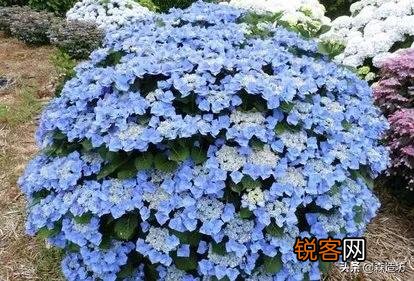 请问各位老师和花友们！绣球花啥时候可以扦插？怎样扦插？