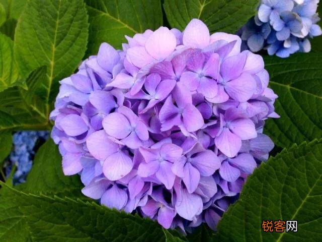 请问各位老师和花友们！绣球花啥时候可以扦插？怎样扦插？