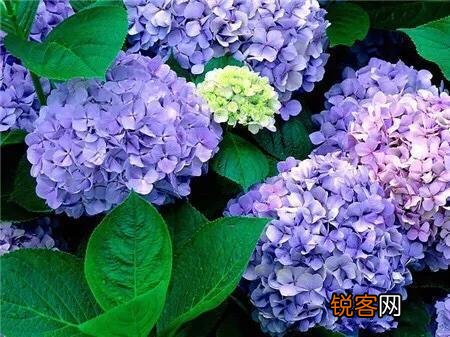 请问各位老师和花友们！绣球花啥时候可以扦插？怎样扦插？