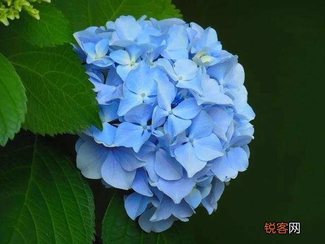 请问各位老师和花友们！绣球花啥时候可以扦插？怎样扦插？