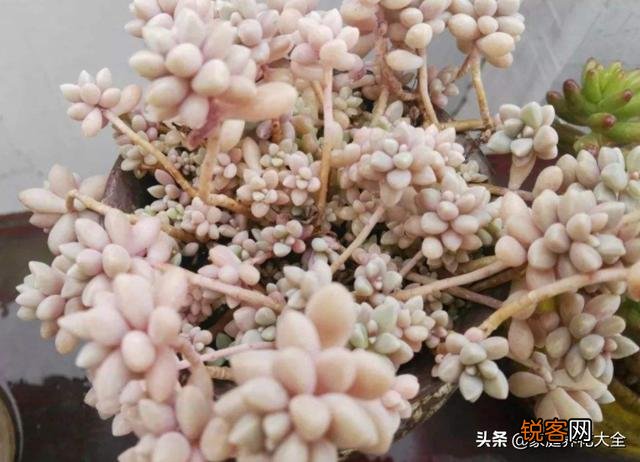刚买回来的多肉盆栽怎么处理？