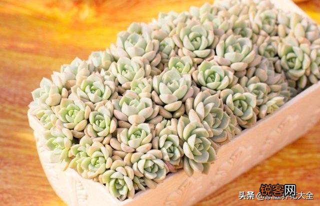 刚买回来的多肉盆栽怎么处理？