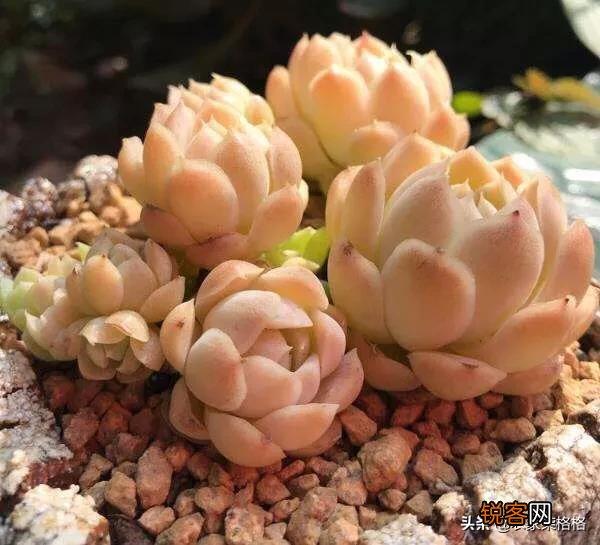 刚买回来的多肉盆栽怎么处理？
