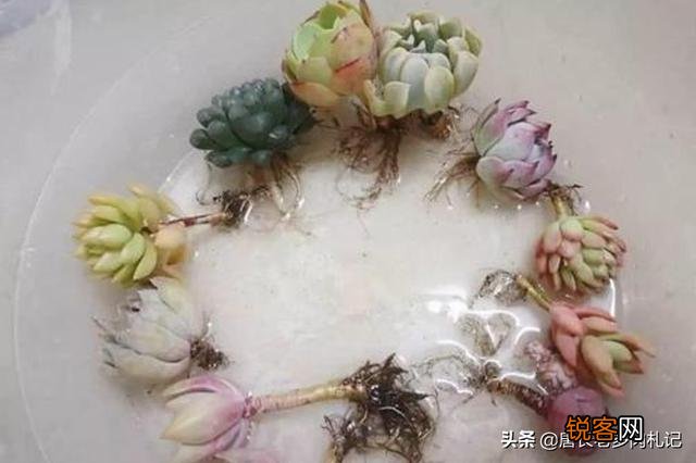 刚买回来的多肉盆栽怎么处理？