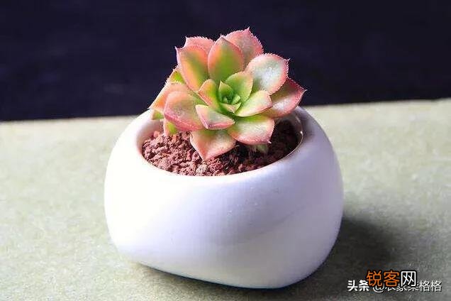 刚买回来的多肉盆栽怎么处理？