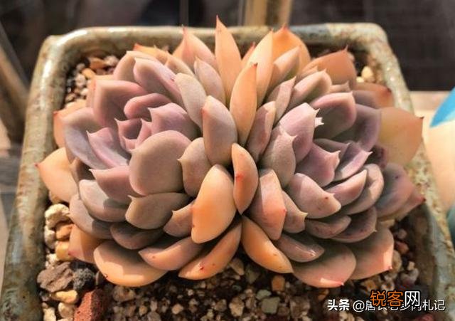 刚买回来的多肉盆栽怎么处理？