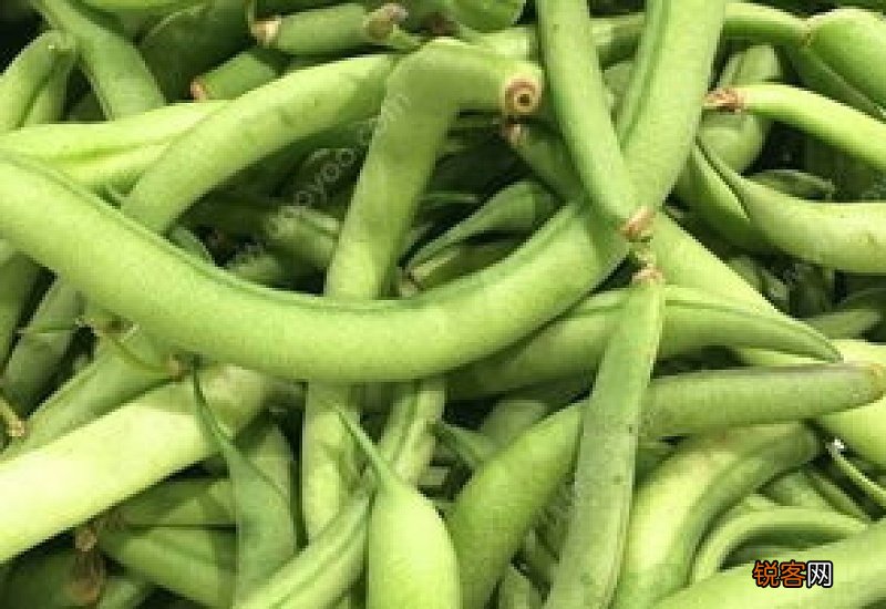 四季豆没熟为什么有毒 四季豆没熟中毒怎么办