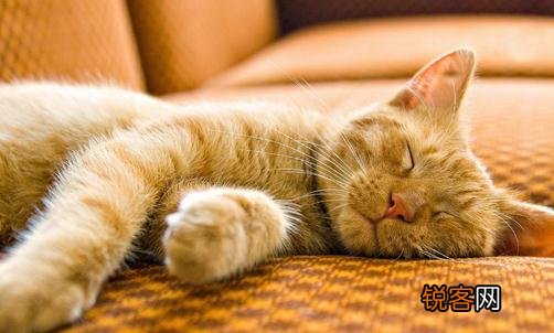 美国卷耳猫感染猫瘟应该如何治疗
