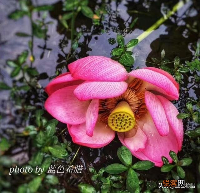 在拍摄花花草草这些植物时,你是怎样搭配画面色彩的？
