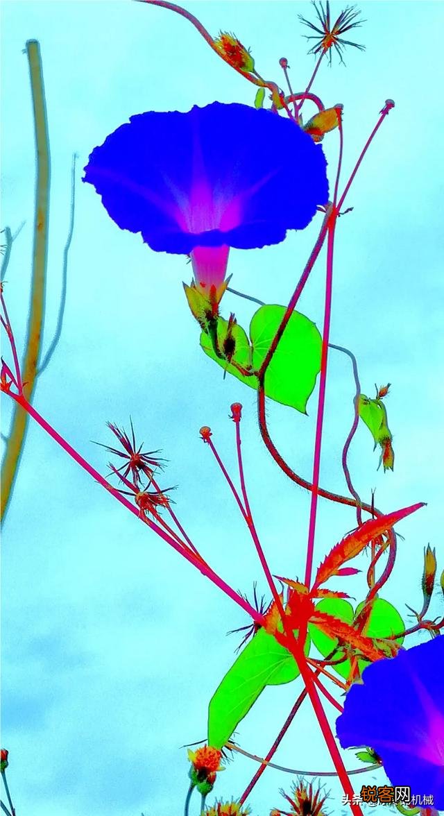 在拍摄花花草草这些植物时,你是怎样搭配画面色彩的？