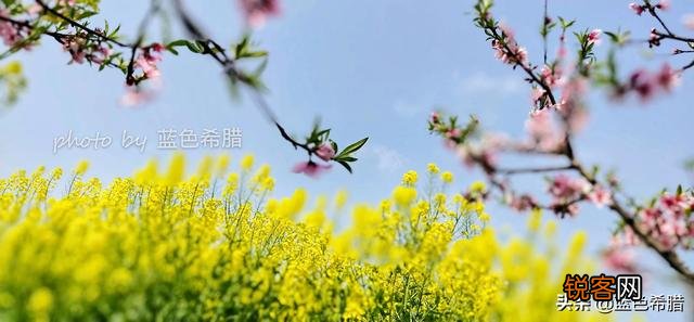 在拍摄花花草草这些植物时,你是怎样搭配画面色彩的？