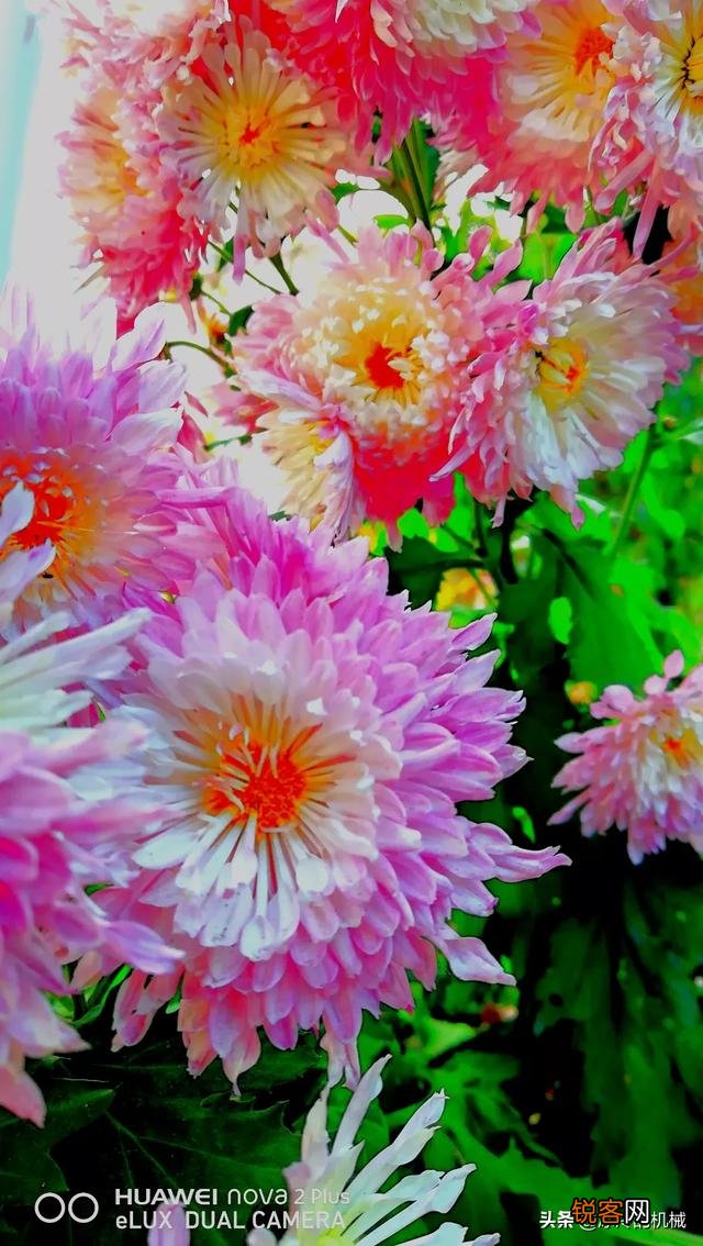 在拍摄花花草草这些植物时,你是怎样搭配画面色彩的？