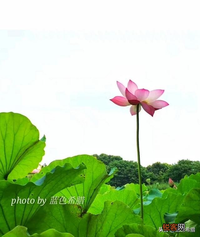 在拍摄花花草草这些植物时,你是怎样搭配画面色彩的？