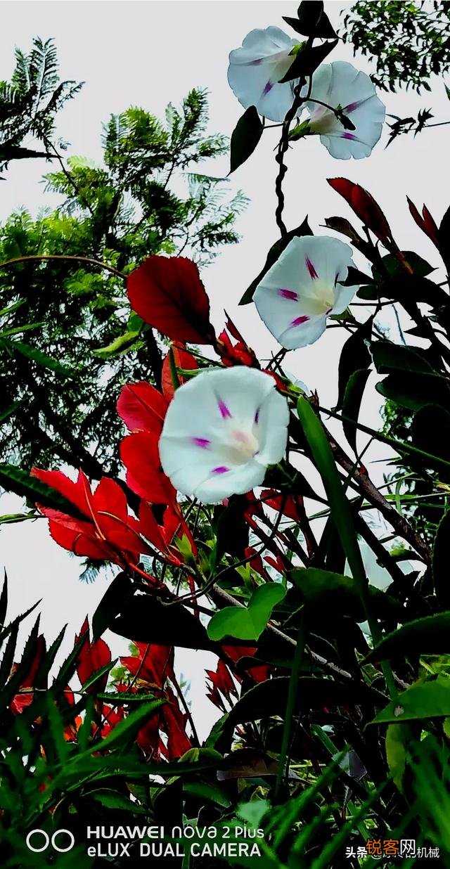 在拍摄花花草草这些植物时,你是怎样搭配画面色彩的？