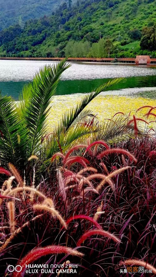 在拍摄花花草草这些植物时,你是怎样搭配画面色彩的？