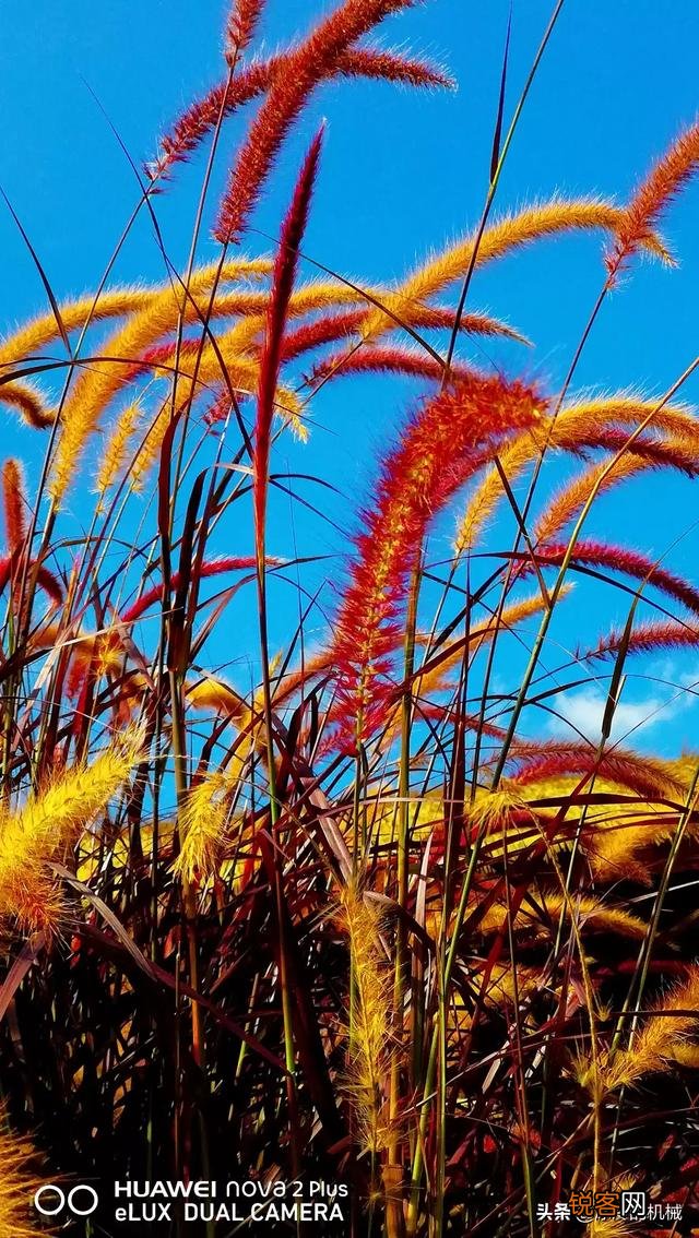 在拍摄花花草草这些植物时,你是怎样搭配画面色彩的？