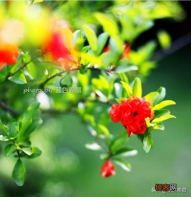 在拍摄花花草草这些植物时,你是怎样搭配画面色彩的？