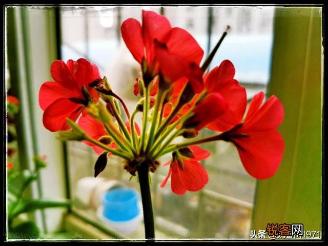 在拍摄花花草草这些植物时,你是怎样搭配画面色彩的？
