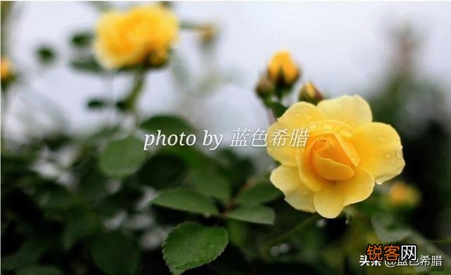 在拍摄花花草草这些植物时,你是怎样搭配画面色彩的？