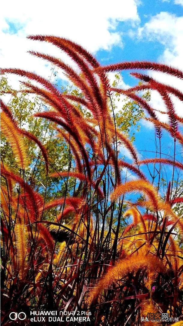 在拍摄花花草草这些植物时,你是怎样搭配画面色彩的？